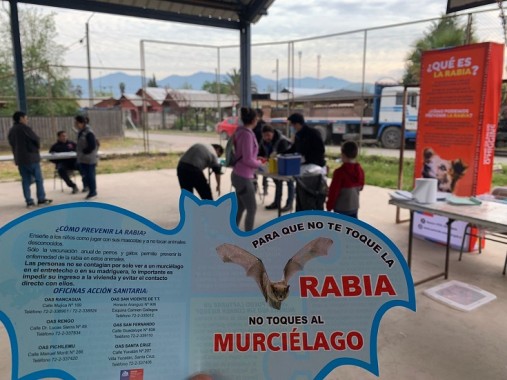 Murciélagos con Rabia fueron detectados en Rancagua, San Vicente y San Fernando